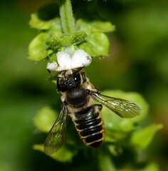 Megachile centuncularis