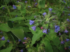 Pulmonaria