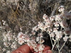 Eriogonum niveum
