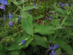 Pulmonaria
