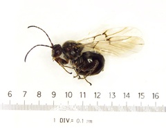 Disholcaspis bassetti