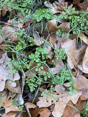 Chaerophyllum tainturieri