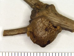 Disholcaspis bassetti