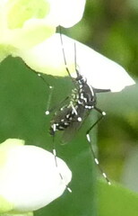 Aedes albopictus
