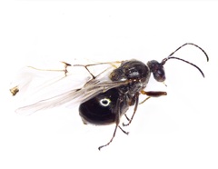 Disholcaspis bassetti
