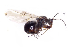 Disholcaspis bassetti