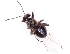 Disholcaspis bassetti