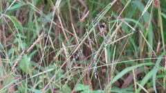 Argiope aemula