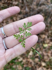Chaerophyllum tainturieri