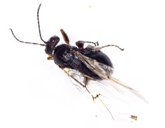 Disholcaspis bassetti