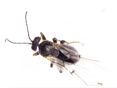 Disholcaspis bassetti