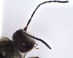 Disholcaspis bassetti