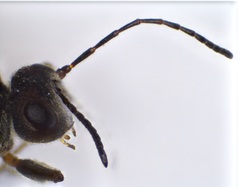 Disholcaspis bassetti