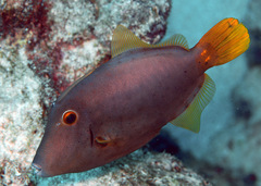 Cantherhines dumerilii