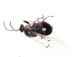 Disholcaspis bassetti