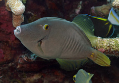 Cantherhines dumerilii