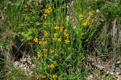 Genista sagittalis