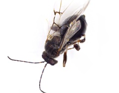 Disholcaspis bassetti