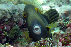 Cantherhines dumerilii