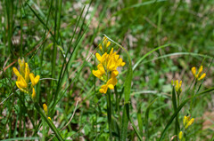 Genista sagittalis