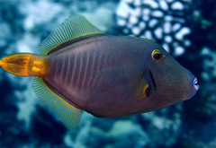 Cantherhines dumerilii