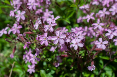 Saponaria ocymoides
