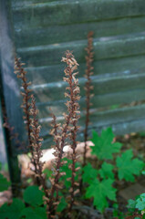 Orobanche hederae