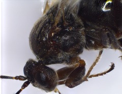 Disholcaspis bassetti