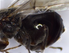 Disholcaspis bassetti