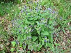 Pulmonaria