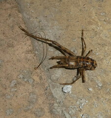 Gryllomorpha dalmatina