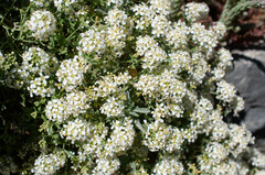 Hormathophylla spinosa