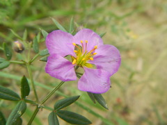 Fagonia cretica