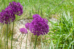 Allium giganteum