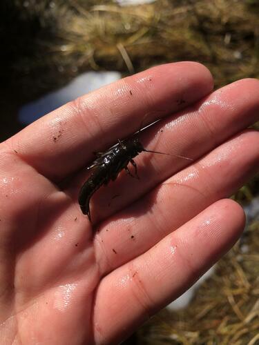 iNaturalist observation photo of California Giant Stonefly