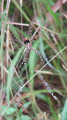 Argiope aemula