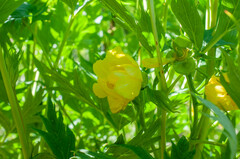 Paeonia delavayi