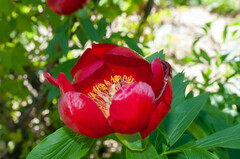 Paeonia peregrina