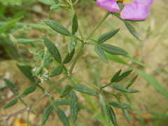 Fagonia cretica