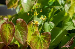 Epimedium pinnatum