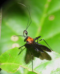 Acanthischium superbum