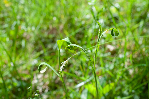 Puccinia bupleuri