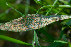 Puccinia bupleuri