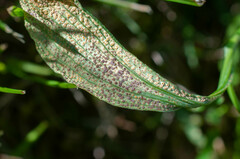 Tuberculina persicina