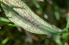Tuberculina persicina