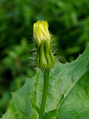 Urospermum picroides