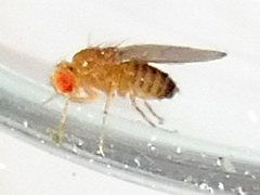 Drosophila melanogaster