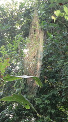 Nephila pilipes