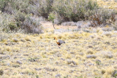 Theristicus melanopis