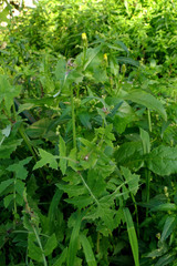 Urospermum picroides